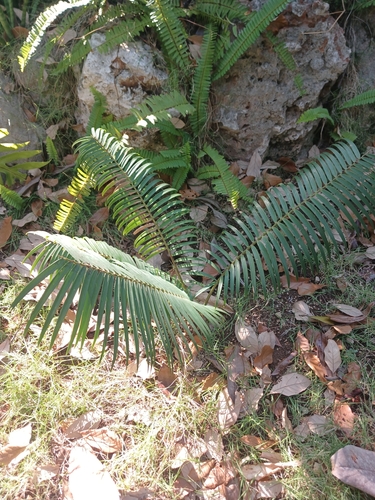 Microcycas calocoma, photograph 4