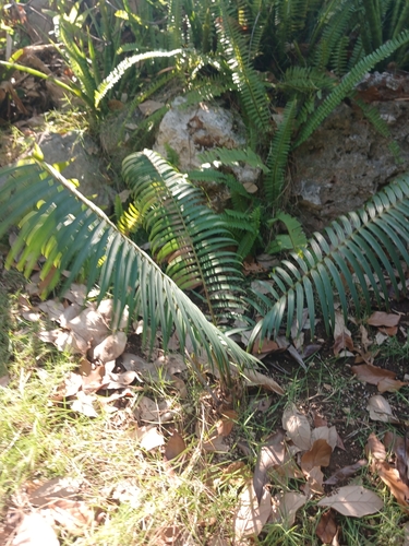 Microcycas calocoma, photograph 5