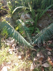 Microcycas calocoma, photograph (c) Mario Guzmán, some rights reserved (CC BY)