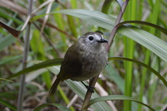 Pycnonotus flavescens leucops