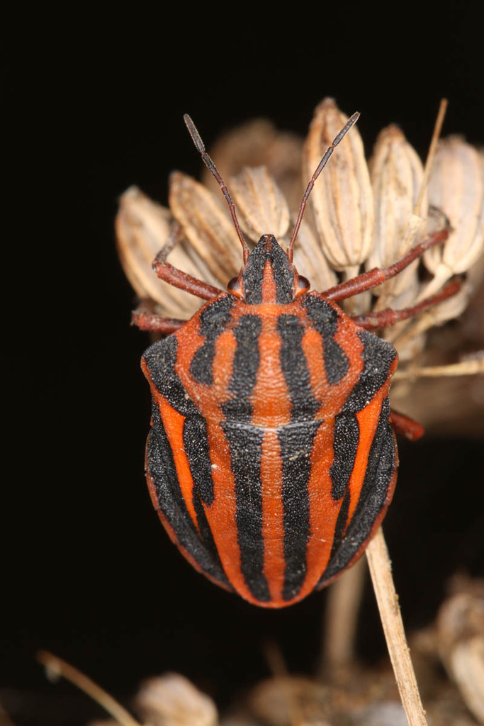 Graphosoma interruptum
