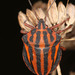 Graphosoma interruptum - Photo (c) Lupoli Roland, some rights reserved (CC BY-SA), uploaded by Lupoli Roland