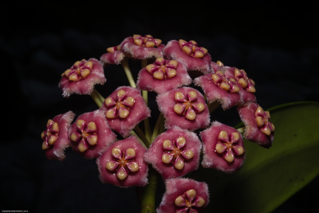 Hoya meliflua