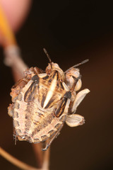 Graphosoma interruptum