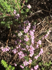 Erica parviflora