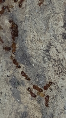 Pheidole bilimeki