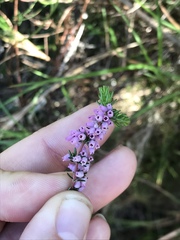 Erica parviflora