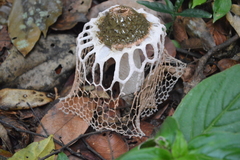 Phallus haitangensis