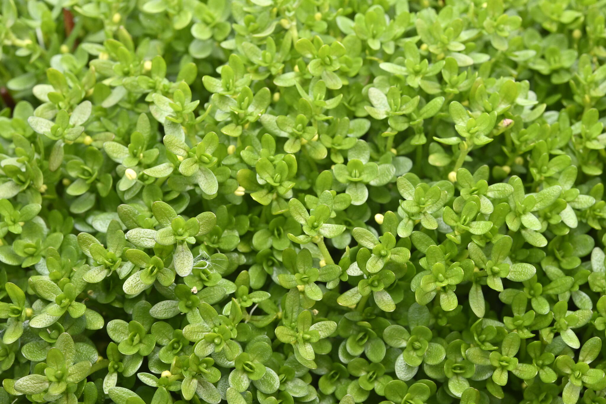 Callitriche aucklandica