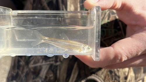 Plains minnow (Hybognathus placitus) — Cyprinidae — 4