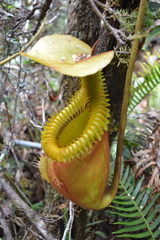 Nepenthes villosa