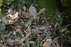 Hebius sarawacensis