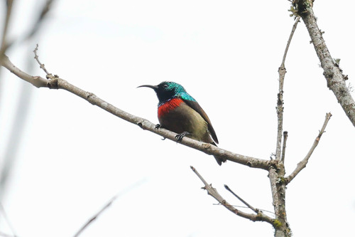 Usambara Double-collared Sunbird (Cinnyris usambaricus), photo 3