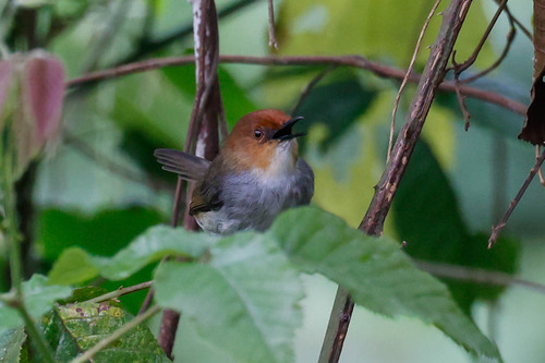 Red-capped Forest Warbler (Artisornis metopias), photo 9