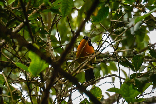Black-fronted Bushshrike (Chlorophoneus nigrifrons), photo 9