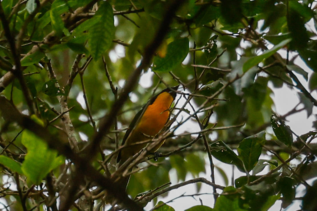 Black-fronted Bushshrike (Chlorophoneus nigrifrons), photo 5