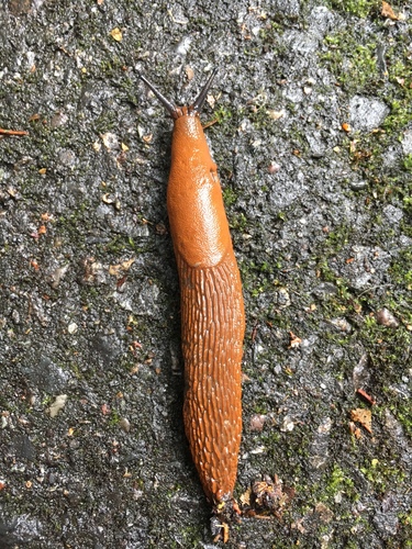 Ispaninis arionas nuotrauka