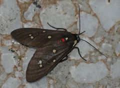 Euclera rubricincta