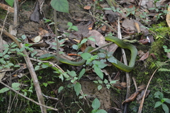 Trimeresurus sabahi