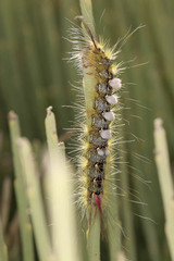 Calliteara fortunata