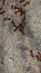 Pheidole bilimeki