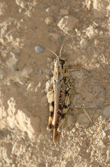 Calliptamus plebeius