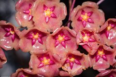 Hoya siariae