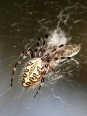 Araneus annulipes