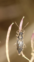Brachycarenus tigrinus