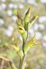 Colenso's Leek Orchid (Prasophyllum colensoi)