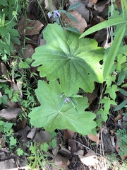 Psacalium poculiferum