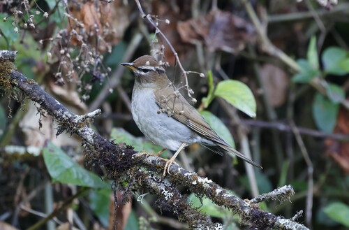 Grey-sided Thrush (Turdus feae), photo 9