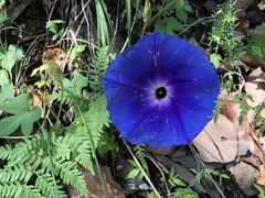 Ipomoea laeta