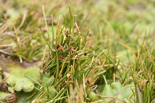 Isolepis aucklandica observed 2024-12-31