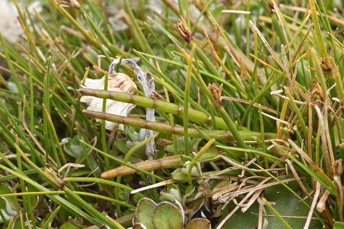 Isolepis aucklandica observed 2024-12-31