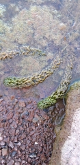 Lagarosiphon major