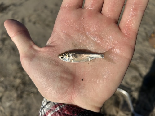 Carp (Hypophthalmichthys molitrix) — Cyprinidae — 4