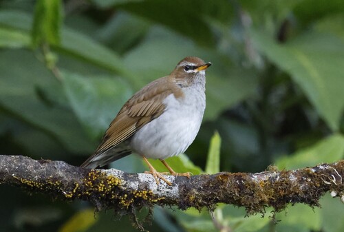 Grey-sided Thrush (Turdus feae), photo 10