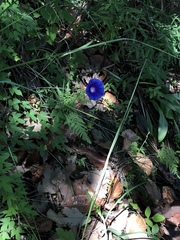 Ipomoea laeta