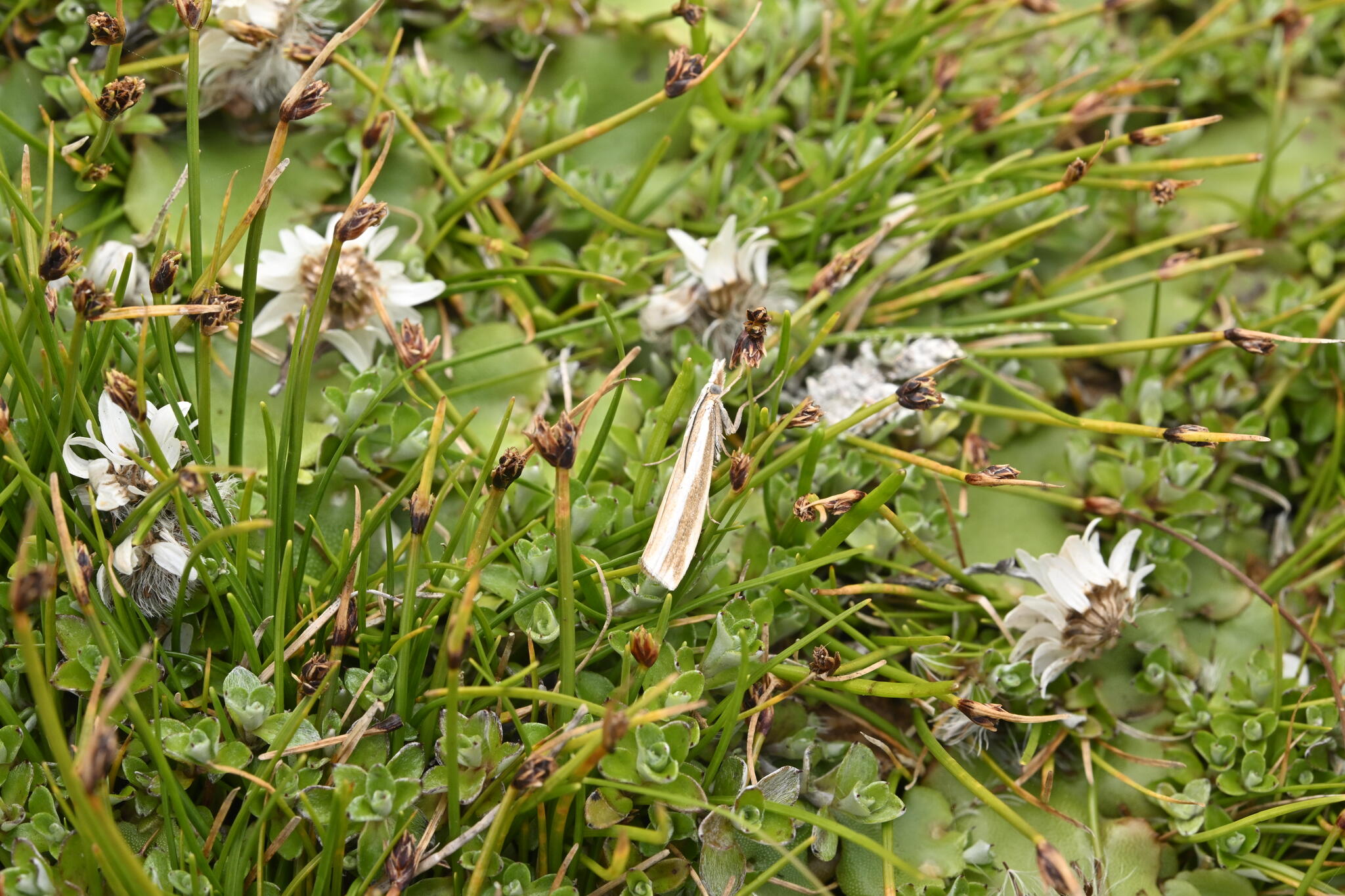 Isolepis aucklandica