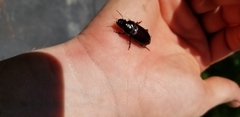 Harpalus caliginosus