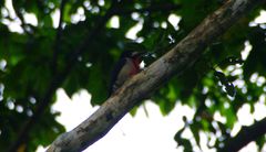 Melanerpes portoricensis