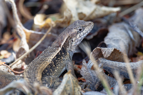 Longtail Spiny Lizard, Sceloporus siniferus