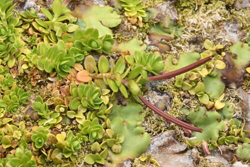 Image of Marchantia berteroana by (c) Saryu Mae 前 朝琉, some rights reserved (CC BY)