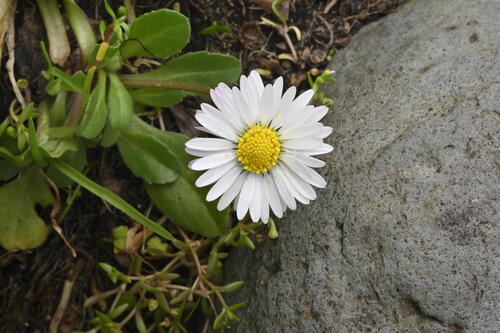 Bellis perennis