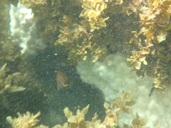 Chelmon marginalis