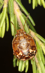 Dryadocoris apicalis