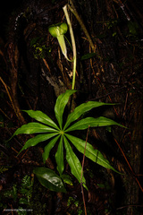 Arisaema polyphyllum