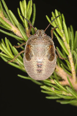 Piezodorus punctipes