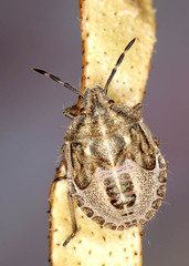 Eudolycoris alluaudi